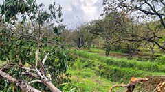 “Thủ phủ hồng” xứ Nghệ thất thu, bà con lao đao