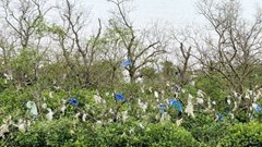 Rác thải “bủa vây” rừng bần ven sông Lam 