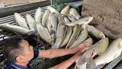 Cá nuôi lồng bè trên sông Lam chết hàng loạt, người dân thiệt hại lớn