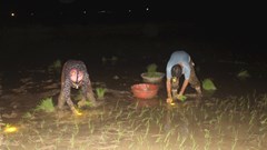 Tránh nắng nóng, nông dân Nghệ An chong đèn cấy lúa trong đêm