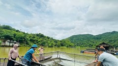 Hơn 2,7 tấn cá lồng chết bất thường trên sông Lam, người dân lo lắng