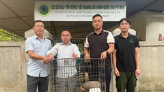 Phát hiện tê tê quý hiếm giữa đường trong khi tuần tra