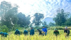 Tuổi trẻ tiếp sức giúp dân trong mùa thu hoạch lúa