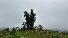 Hơn 16.000 cây xanh tiếp tục được trồng tại Bản Liền