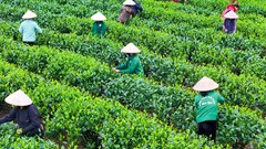 Thái Nguyên đồng bộ các giải pháp giảm nghèo bền vững