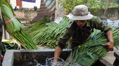 Làng lá dong Tràng Cát tất bật vụ Tết
