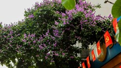 Phố phường Thủ đô rực sắc tím bằng lăng gọi hè