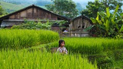 Sắc xanh dịu dàng dưới chân dãy Hoàng Liên