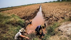 Chủ động ứng phó đợt xâm nhập mặn cao điểm ở Đồng bằng sông Cửu Long và TP.HCM