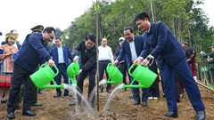 Chủ tịch nước dự lễ phát động Tết trồng cây năm 2026 