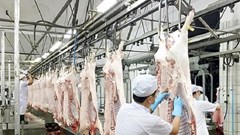 Thủ tướng yêu cầu chấn chỉnh công tác kiểm dịch của lực lượng thú y