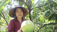 Bình Định tập trung hỗ trợ phát triển sản phẩm OCOP