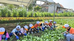 Làng rau hàng trăm năm tuổi nằm cạnh Sông Kôn phát triển du lịch cộng đồng