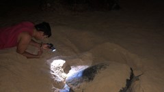 Khoanh vùng bảo tồn rùa biển đẻ trứng ở bờ biển Quy Nhơn