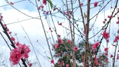 Lần đầu tiên tổ chức ngày hội hoa đào trên "cổng trời" Bình Định