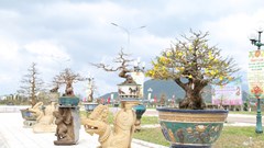 Vựa mai lớn nhất miền Trung hướng đến làm du lịch 