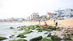 Bãi đá rêu xanh ở bán đảo Phương Mai hút khách du lịch