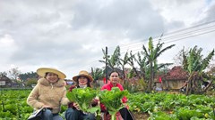 Người Ba Na kriêm hút khách bằng mô hình rau ôn đới, dâu tây