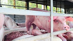 Gia Lai tiêu hủy hơn 200 con lợn nhiễm dịch vận chuyển về nhà dân giết mổ