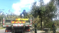 Dọn cho “viên ngọc xanh” lại sáng sau bão