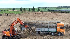 Những vụ mía ngọt trên vùng đất khô cằn Đông Trường Sơn