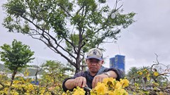 Chợ hoa xuân Quy Nhơn: Chỗ trầm lắng, nơi nhộn nhịp