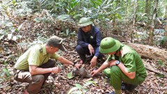 Thả động vật quý hiếm về môi trường tự nhiên sau thời gian cứu hộ