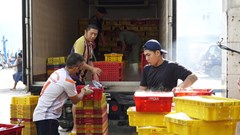 Vượt khó bài toán giá nhiên liệu, ngư dân Gia Lai quyết tâm bám ngư trường