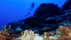 Các rạn san hô trên toàn cầu trải qua đợt tẩy trắng chưa từng có 