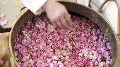 Maroc đốn tim du khách bởi hương thơm của những cánh đồng hoa hồng