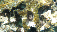 Thêm mối đe doạ đến các rạn san hô trên thế giới