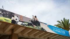 Nhật Bản nói lời tạm biệt với gấu trúc