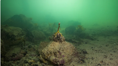 Tảo độc đang biến các rạn san hô ở Nam Úc thành “nghĩa địa dưới nước” 