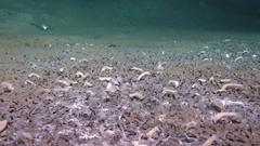 Phát hiện đầu tiên một hệ sinh thái dưới đại dương chưa từng được khám phá