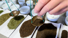 Không chỉ bia, nước Đức còn có một nền văn hóa trà lâu đời