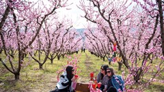 Hàng nghìn du khách đổ về chiêm ngưỡng hoa đào ở Hy Lạp