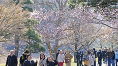 Lễ hội hoa anh đào Nhật Bản “hạ nhiệt” vì lạm phát