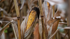 Nông nghiệp Mỹ trước nguy cơ khủng hoảng