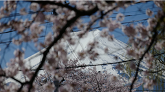 Phiền toái mùa hoa anh đào Nhật Bản