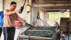 Mùa hấp cá ở xứ biển 