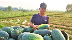 Dưa hấu được mùa, được giá, nông dân phấn chấn