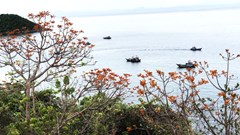 Đến Cù Lao Chàm, xem “Mùa ngô đồng đỏ“