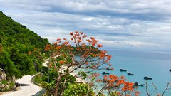 Khởi động Festival “Cù Lao Chàm- Mùa ngô đồng đỏ” 2024