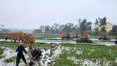 Về Hội An, tham gia lễ hội xuống đồng ngày đầu năm mới