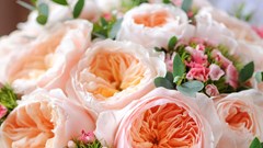 Loài hoa hồng “triệu đô” gây chấn động: Bạn dám chơi lớn tặng 8.3?