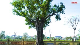 Chuyện về hai cây cổ thụ 300 tuổi tại Khu di tích Nguyễn Du