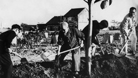 Vì sao ngày 11.1 gắn với Tết trồng cây của Bác Hồ? 