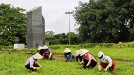 “Chiến dịch Xanh” góp sức gìn giữ di tích Đồi A1