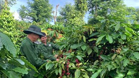 Tôn vinh giá trị di sản nhân ngày cà phê Việt Nam