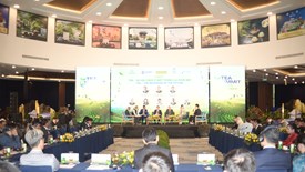 Mở hướng phát triển mới cho ngành trà Việt